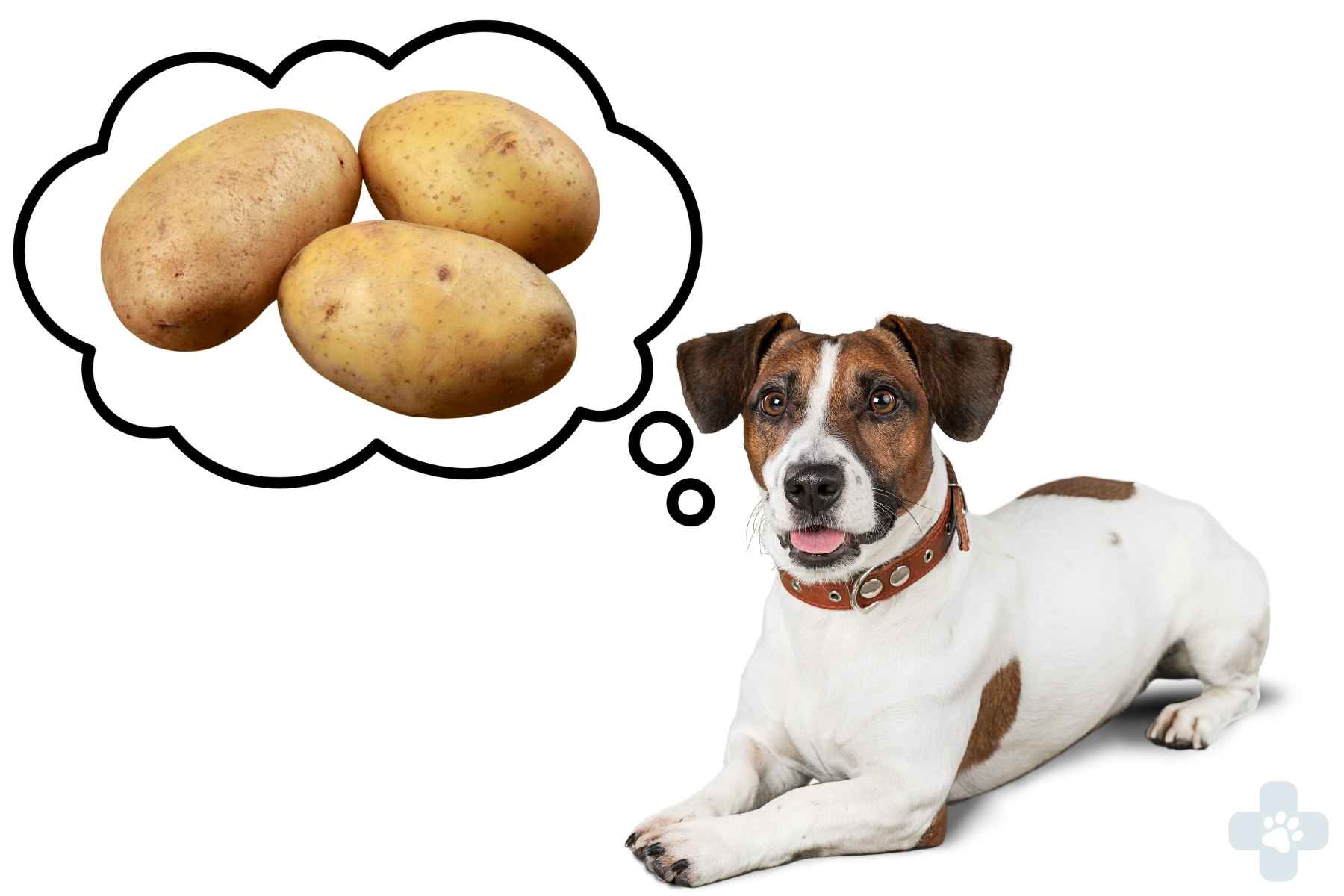 Dog thinking about potatoes