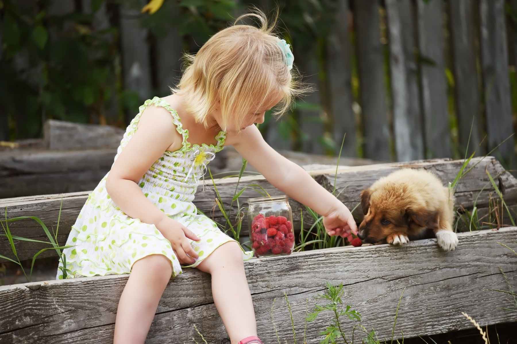 Girl feeding a puppy with raspberries