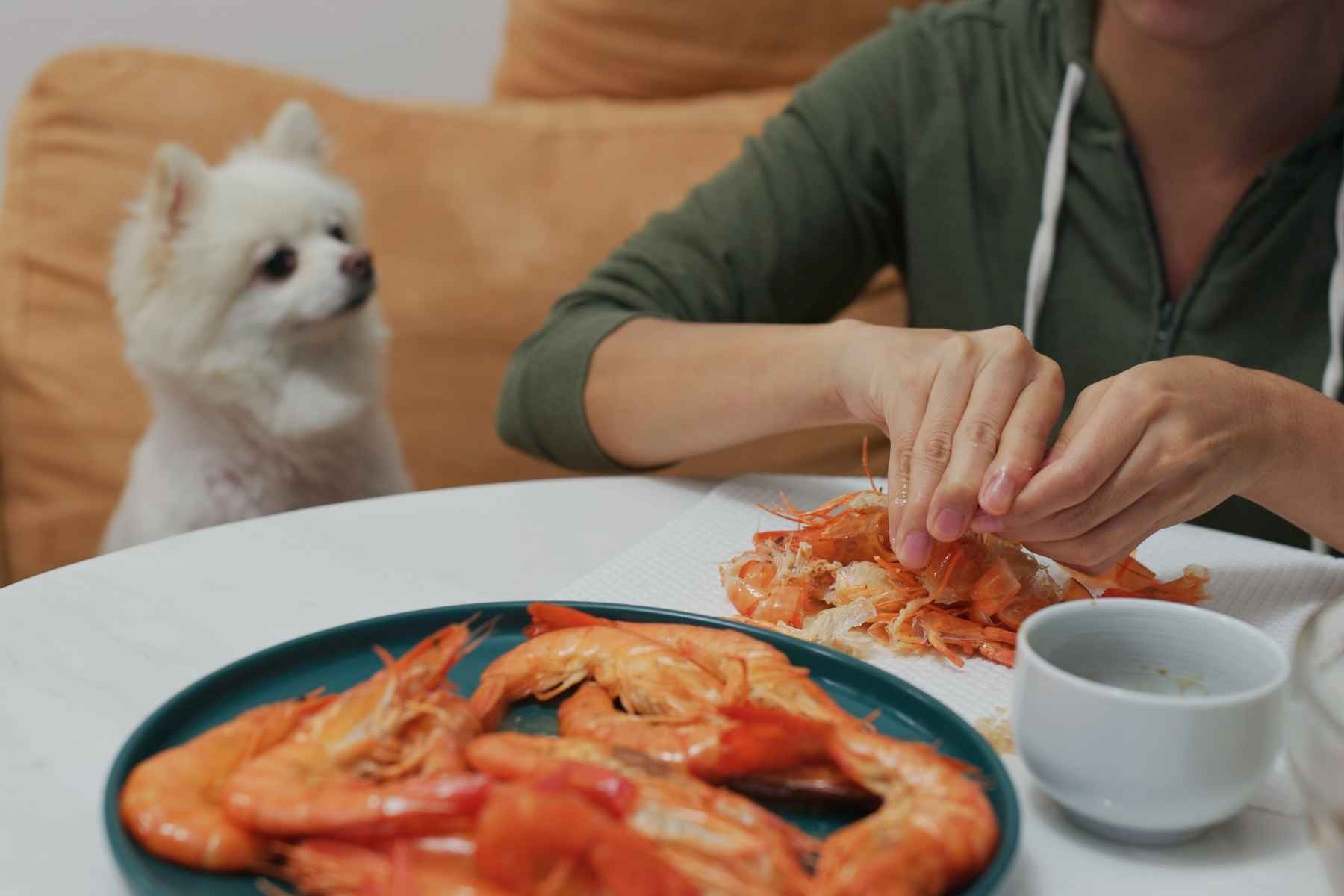 Small white dog watching its owner eat shrimp