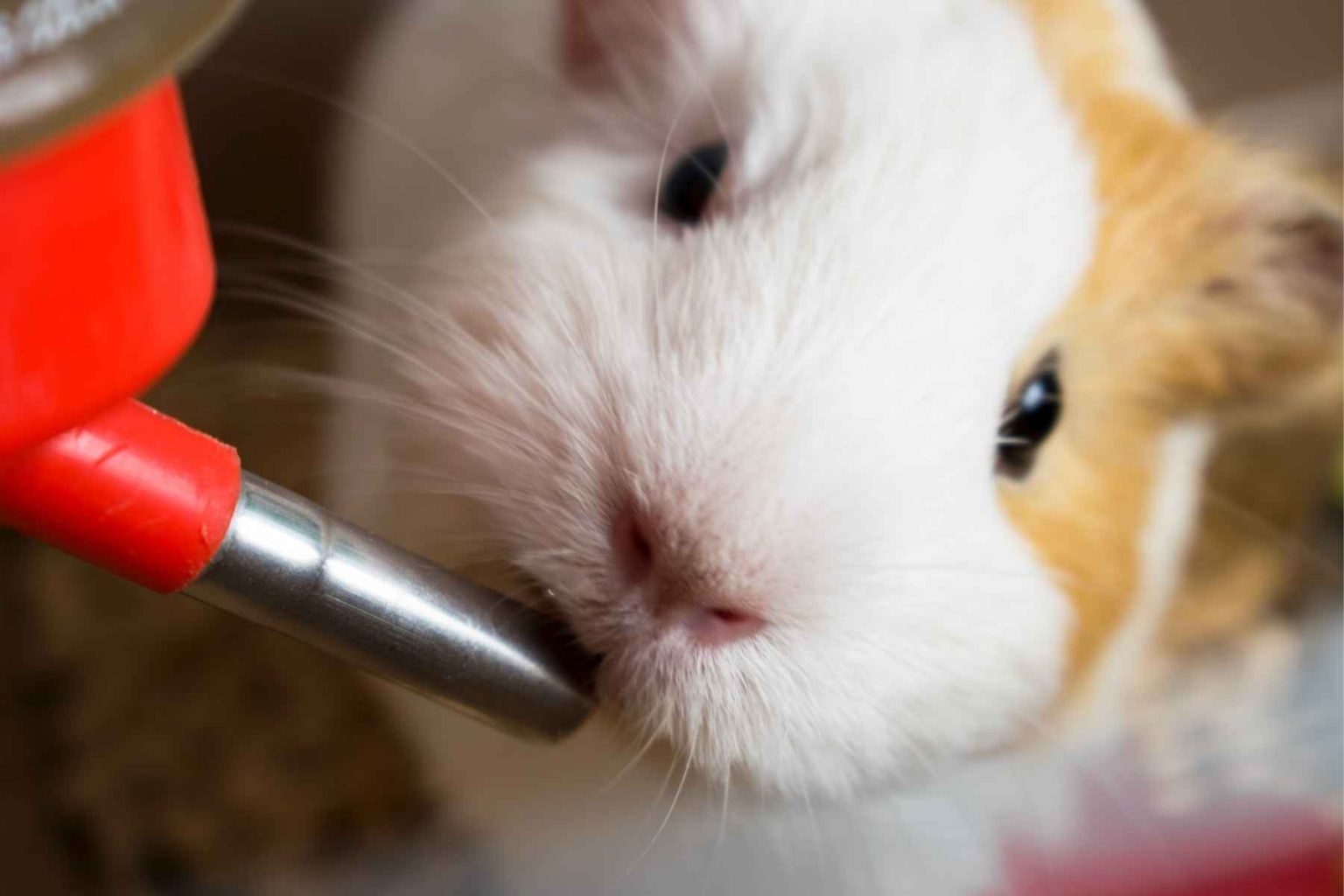 Can Guinea Pigs Drink Tap Water?