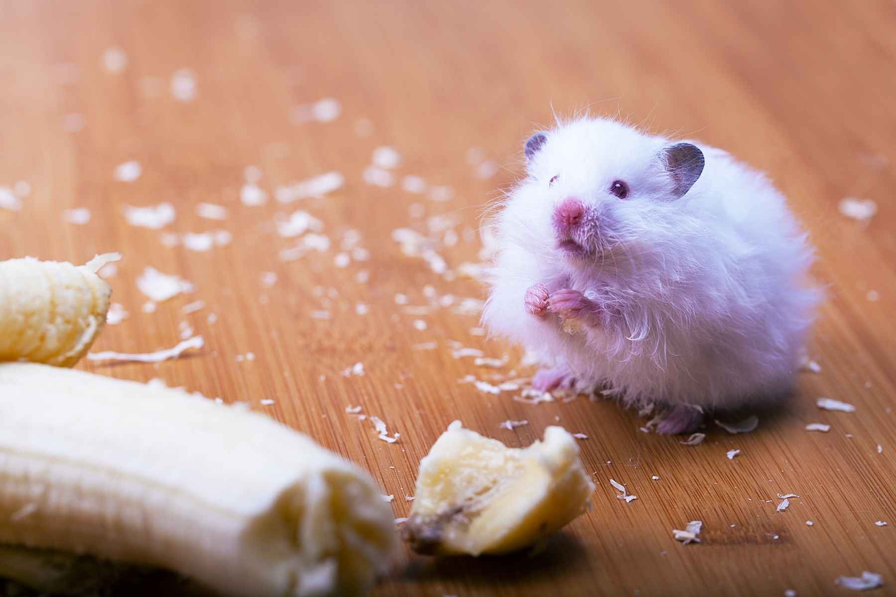 White hamster eating a banana