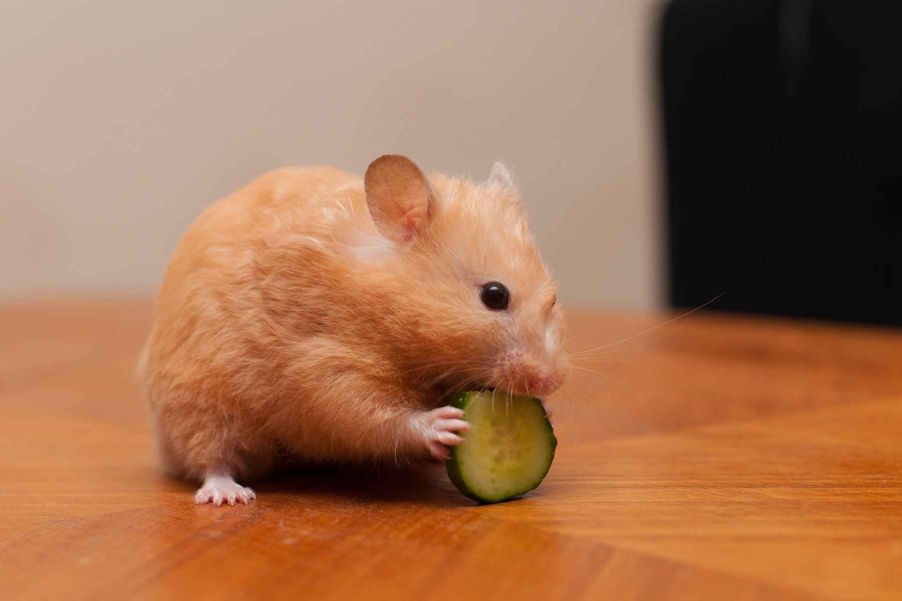 Hamster eating a piece of cucumber