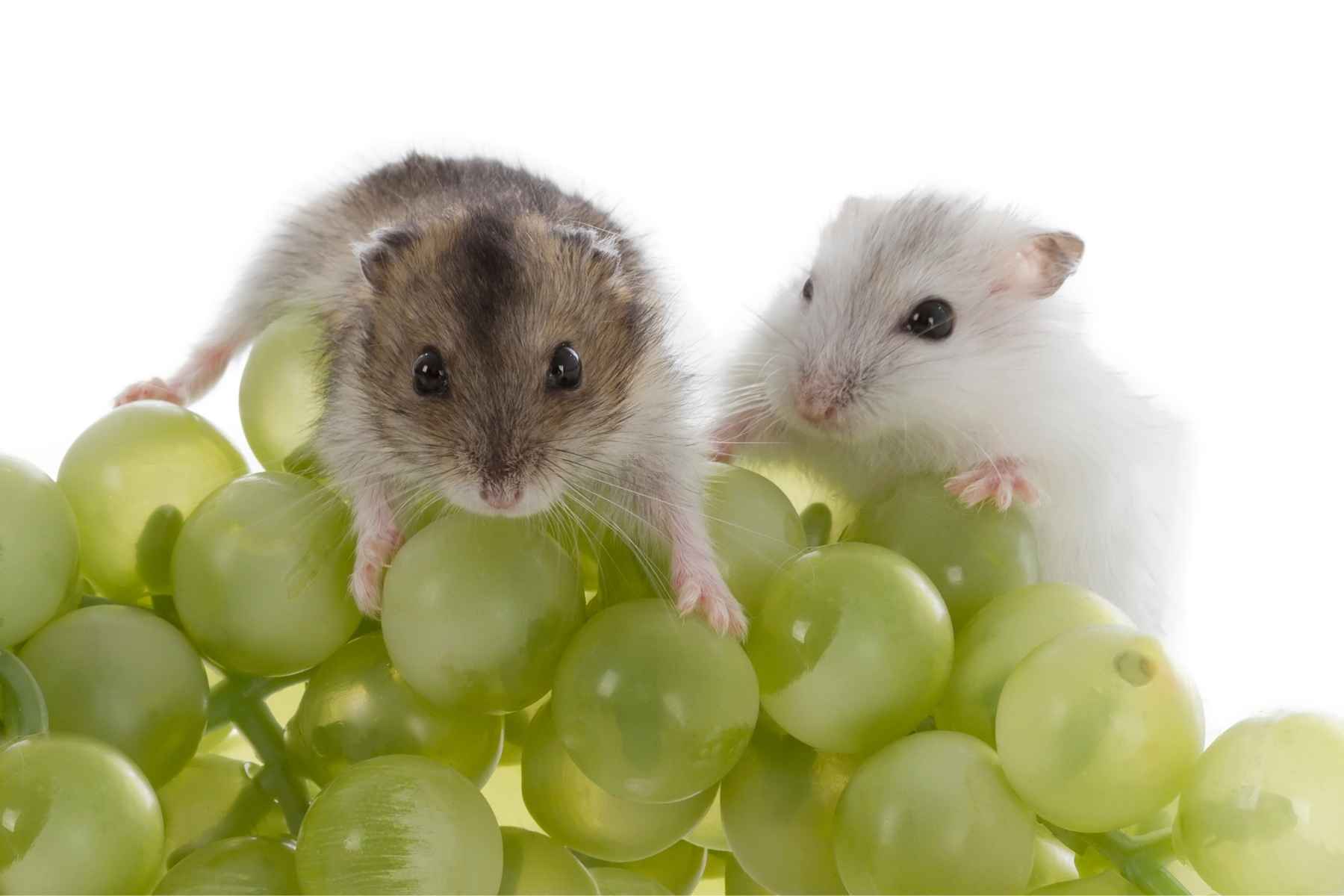 Two hamsters and green grapes