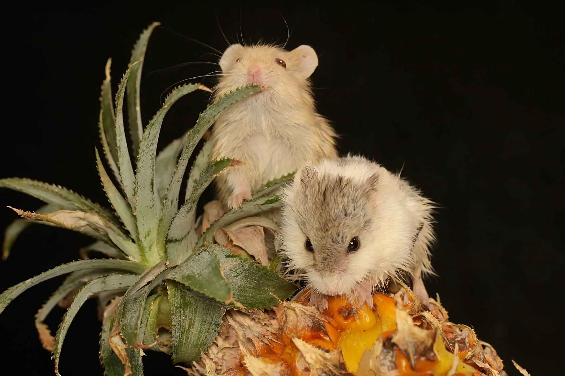Two hamsters sitting on a pineapple