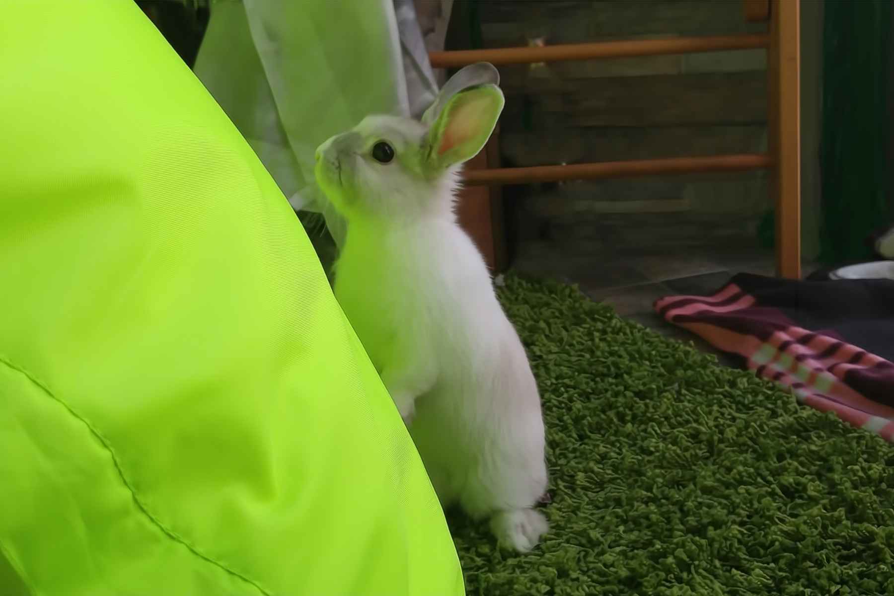 Rabbit considering climbing an obstacle
