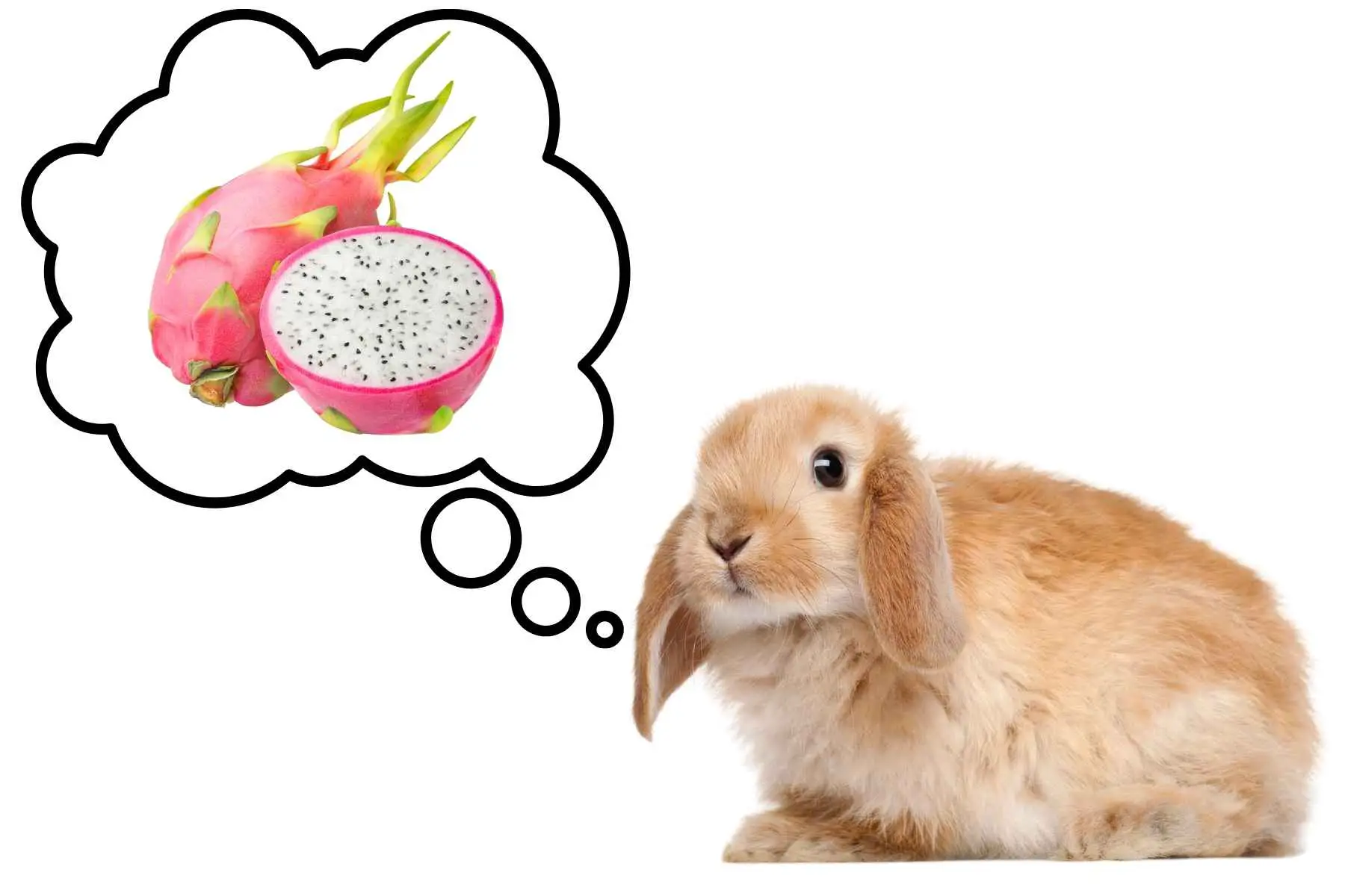 Rabbit daydreaming about dragon fruit