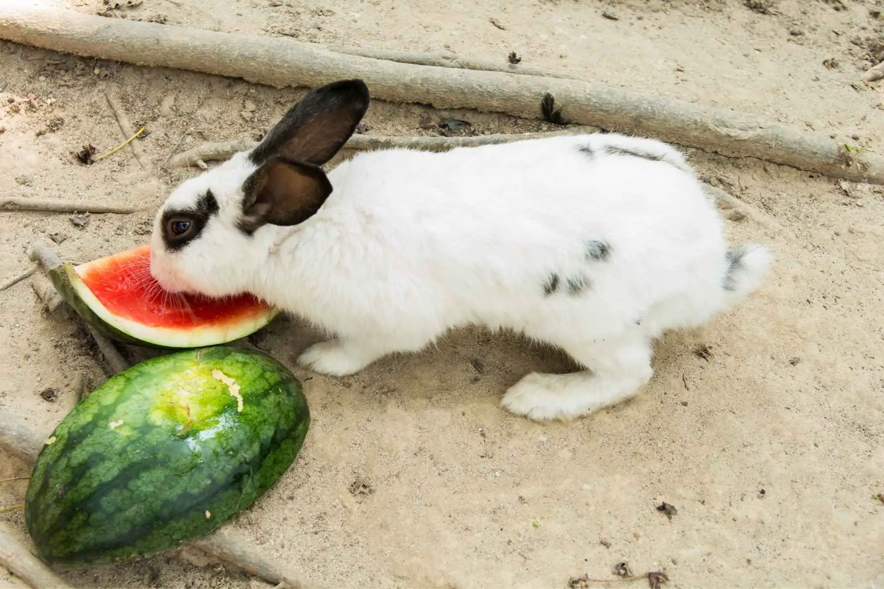 Rabbit eating a watermelon