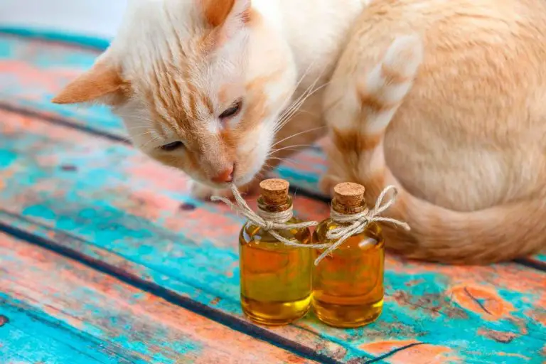 Treating Cat Dandruff With Olive Oil!