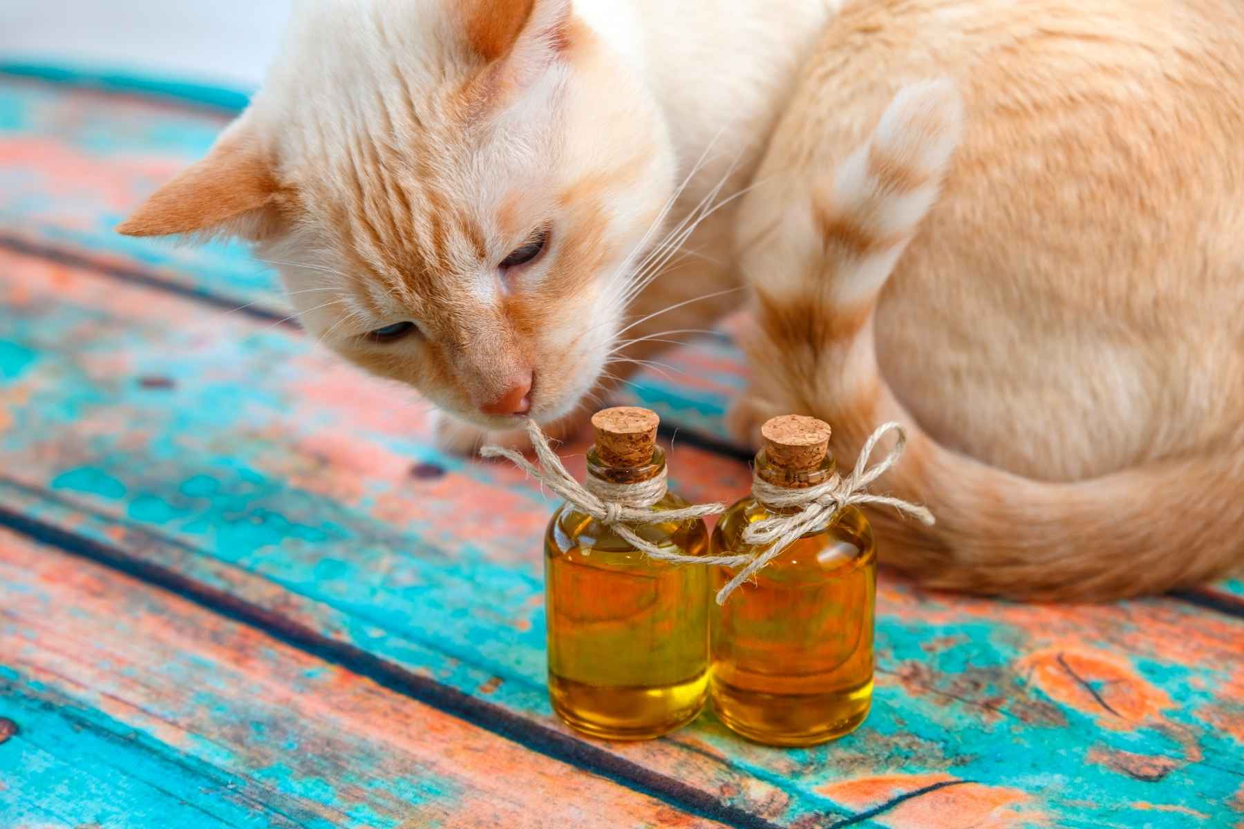 Cat watching two bottles of olive oil