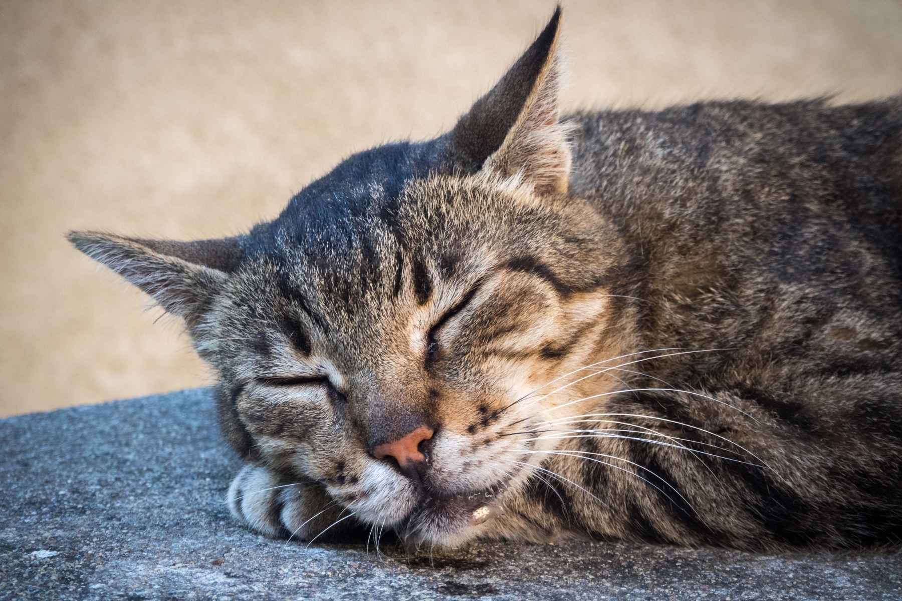 Cat drooling when sleeping