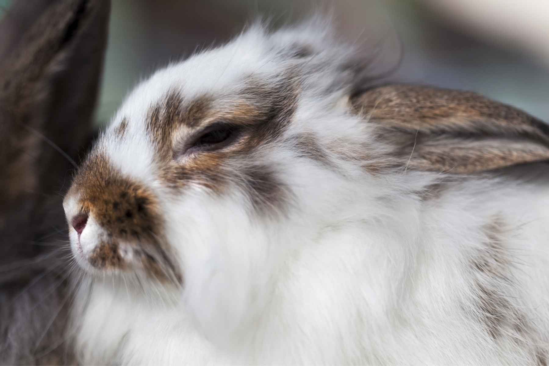 Bunny semi-closing its eyes