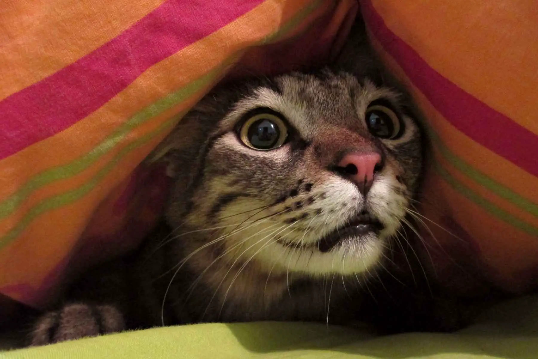 Scared cat under a blanket