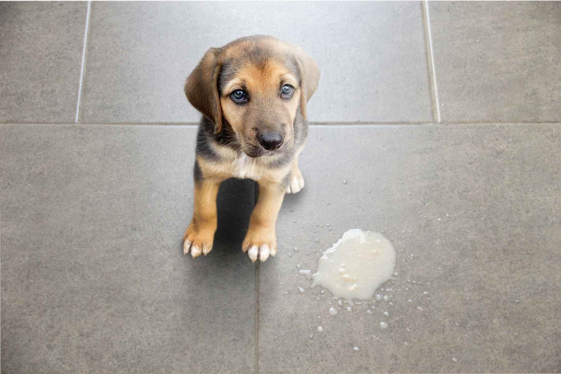 Cute puppy has thrown up on the floor