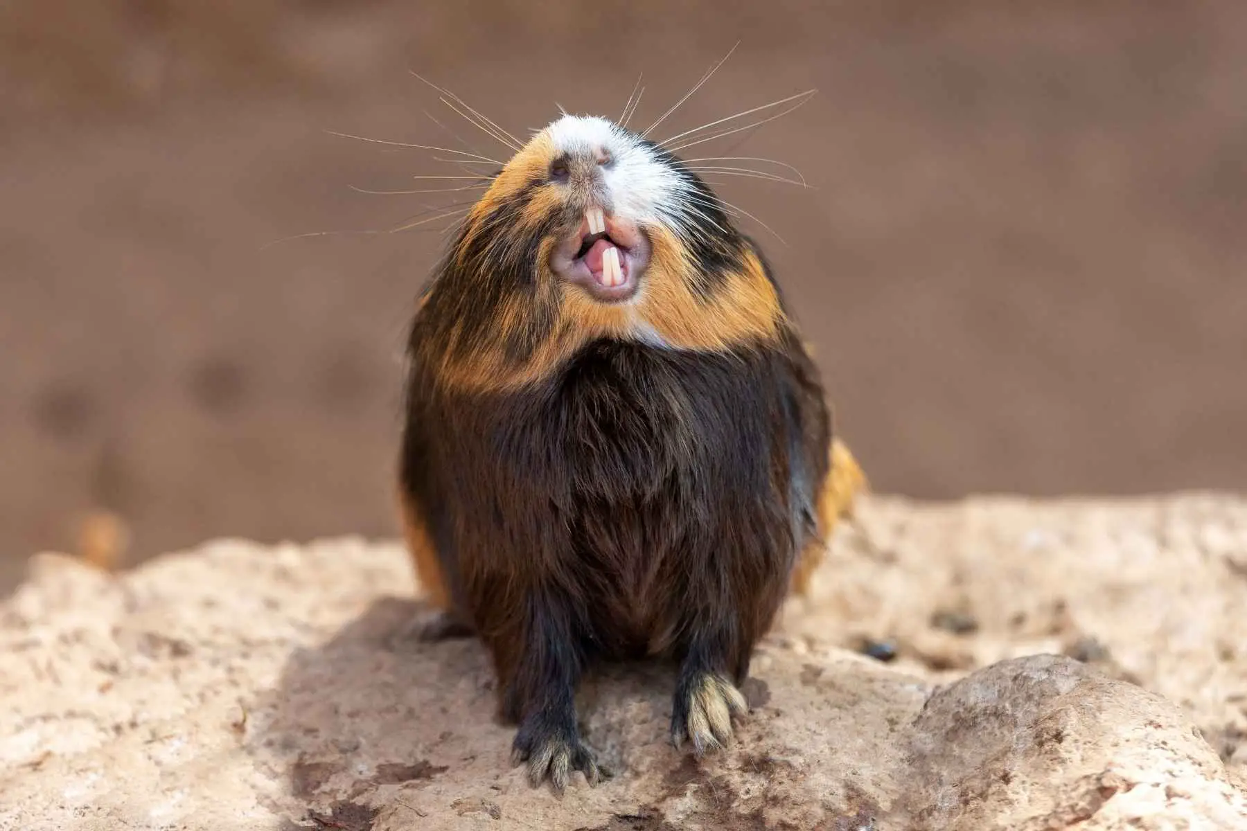 Guinea Pig showing its teeth