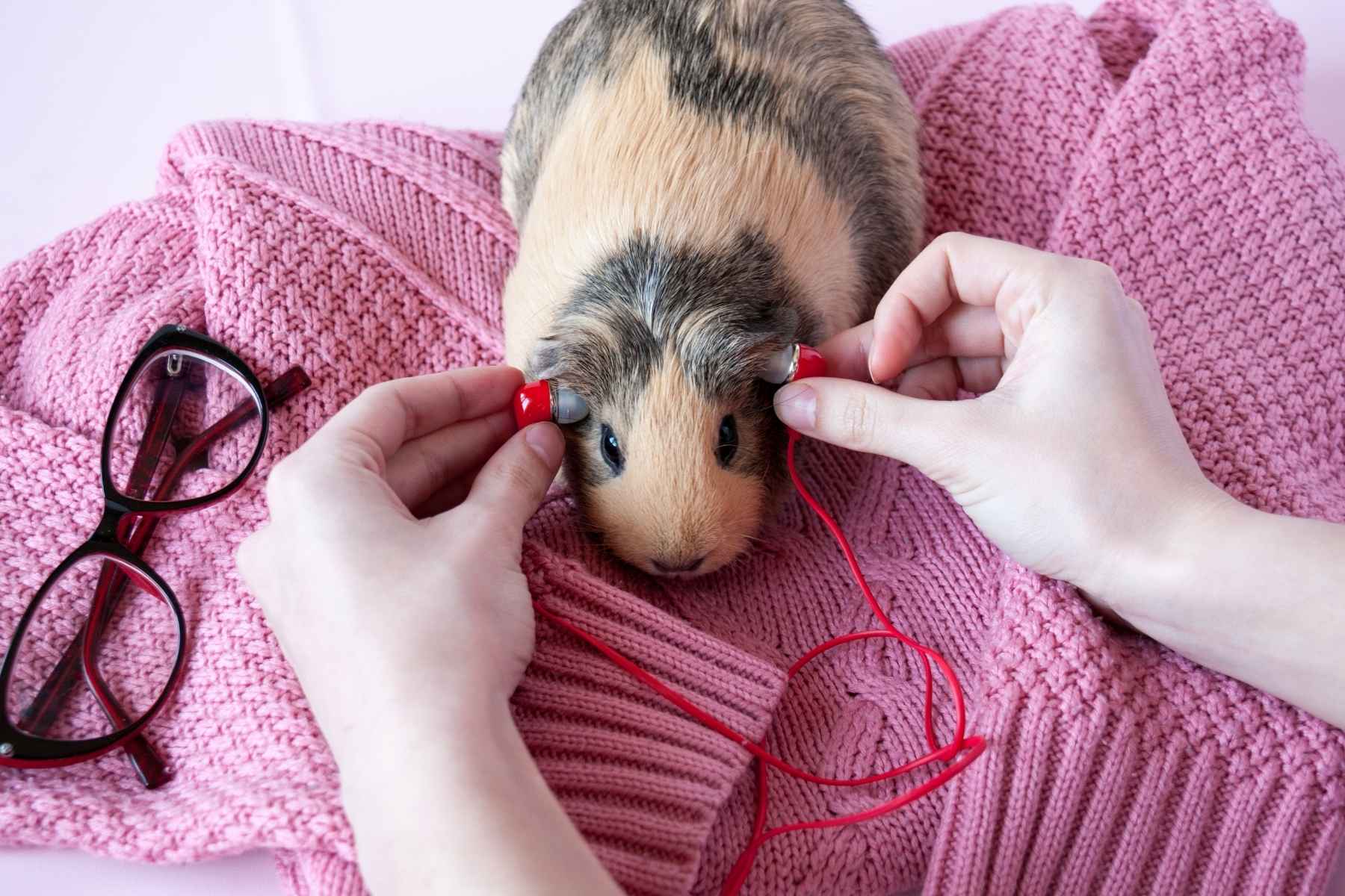 Woman plugging airpods in guinea pig's ears