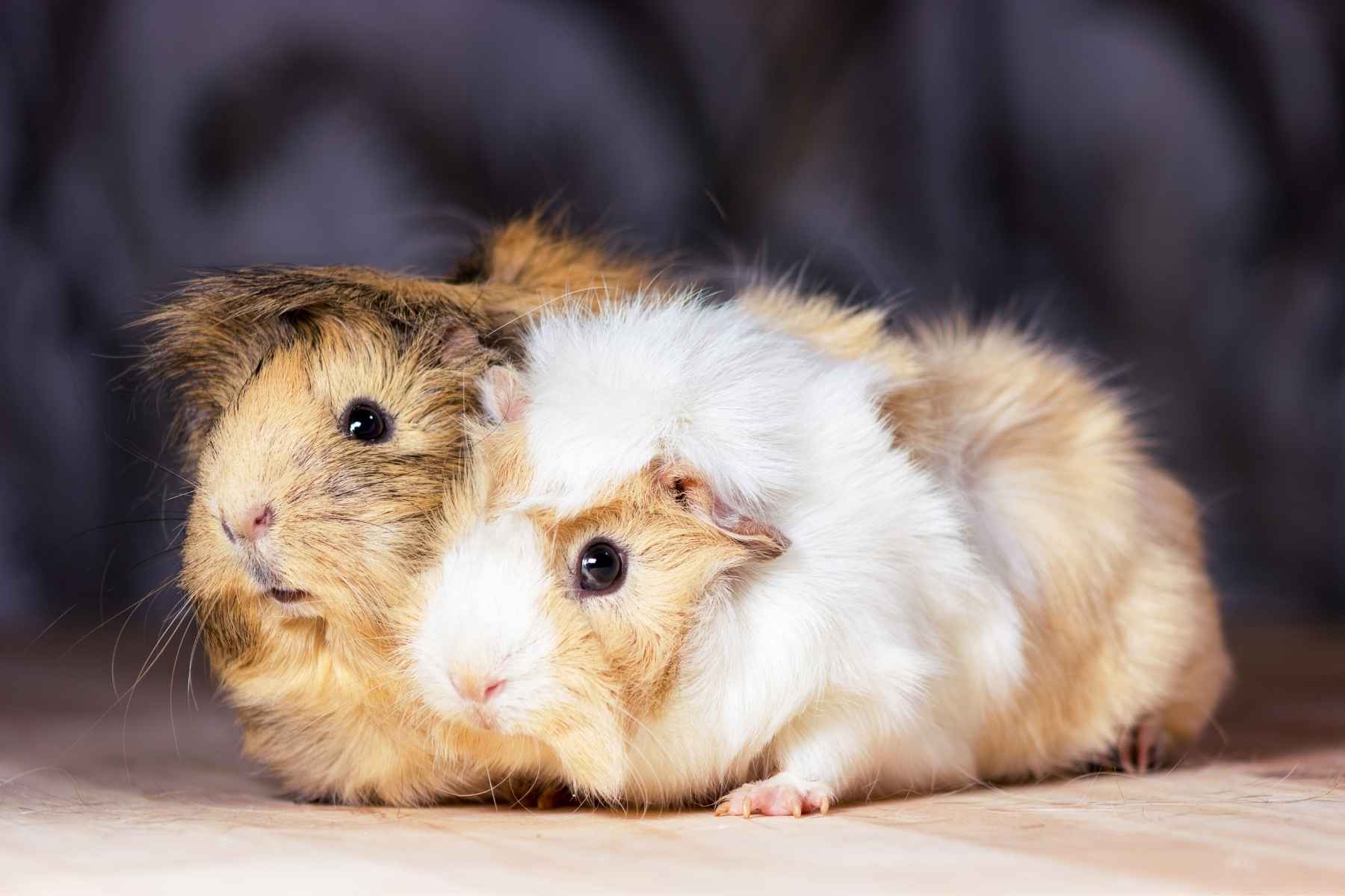 Two guinea pigs with open eyes