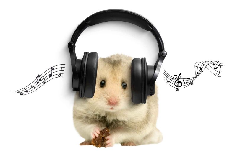 Do Hamsters Like Music?
