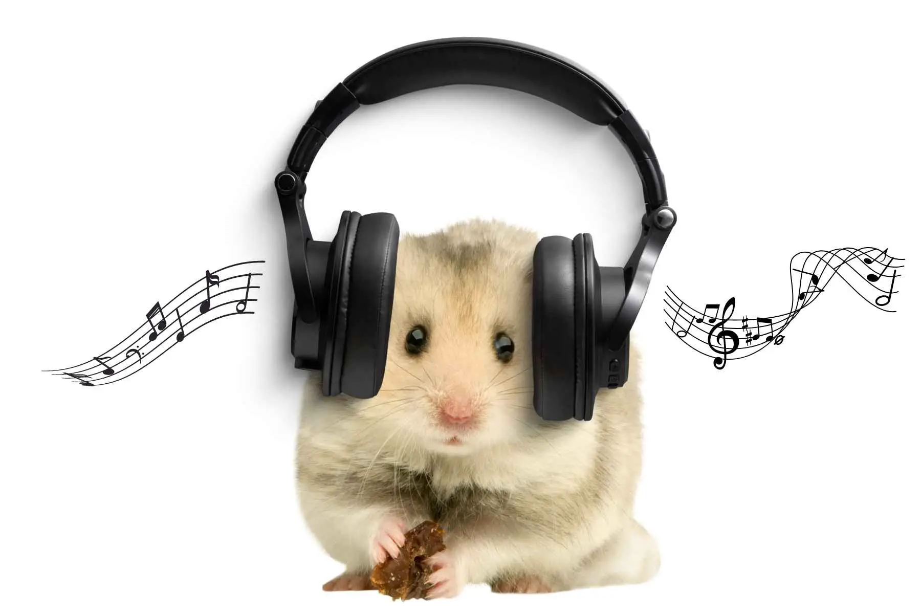 A hamster listening to music in earphones