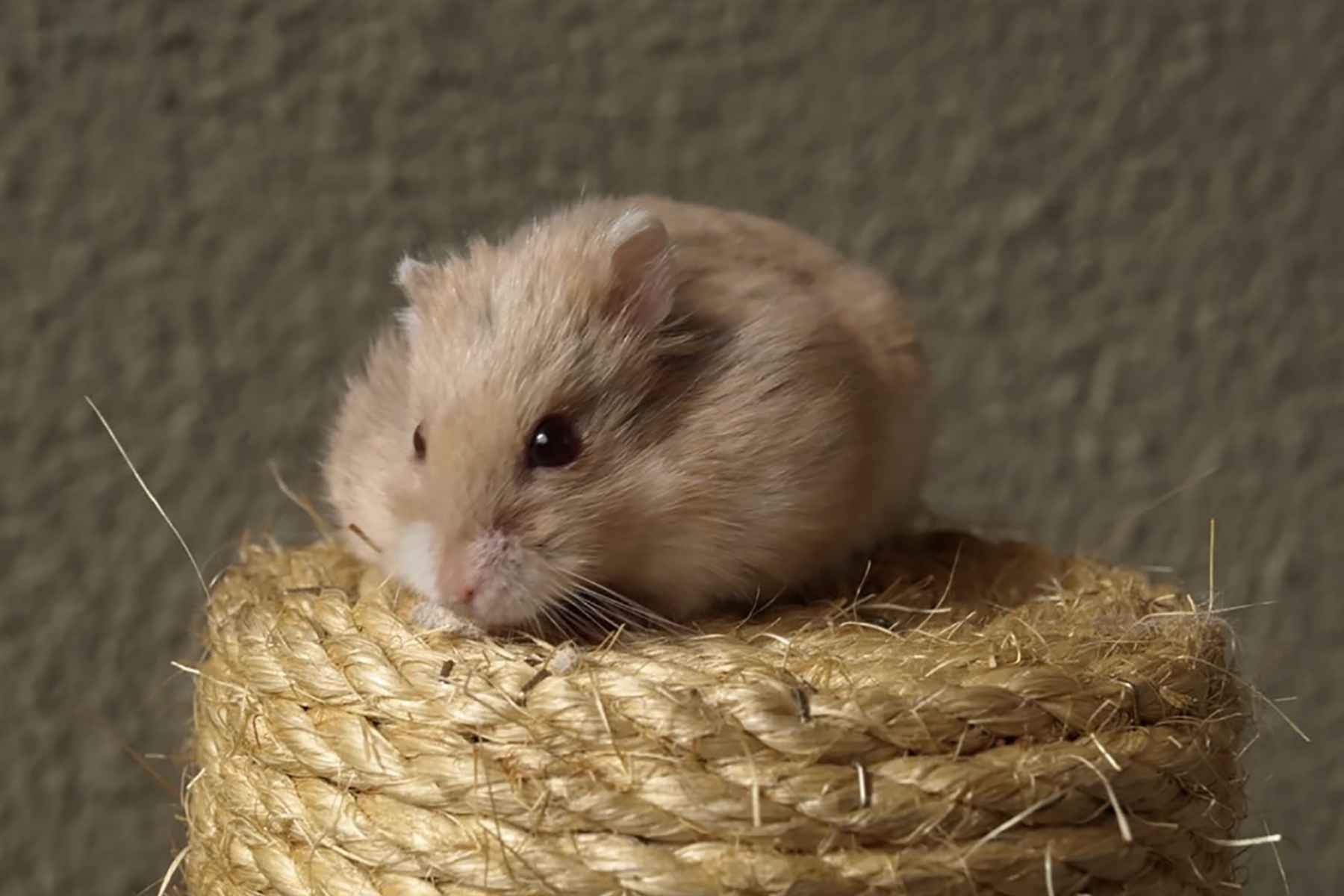 Hamster sitting in the dark