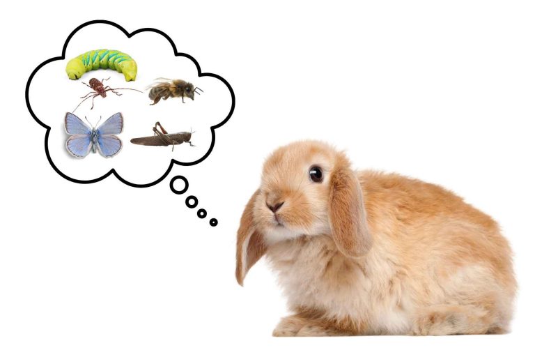Do Rabbits Eat Insects?