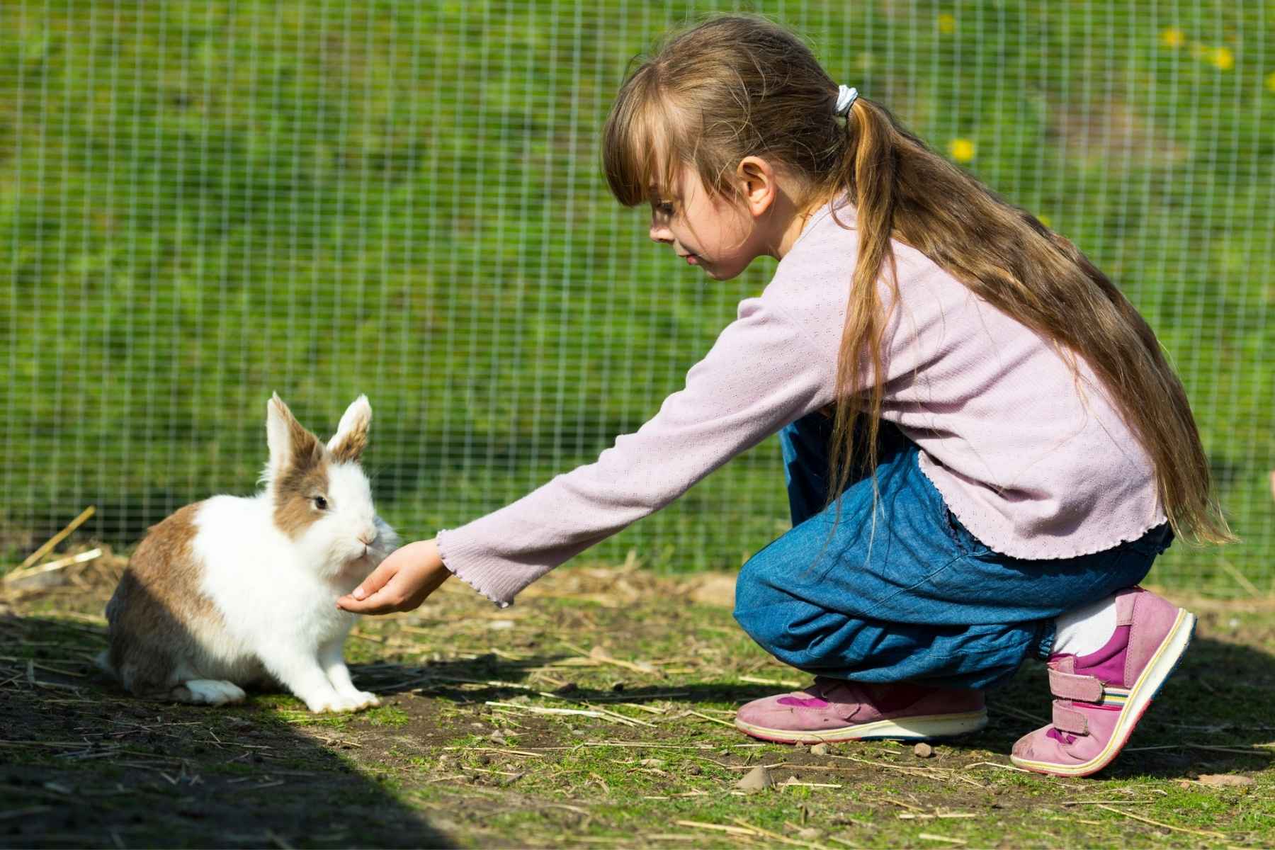 Girl feeding a cute rabbit