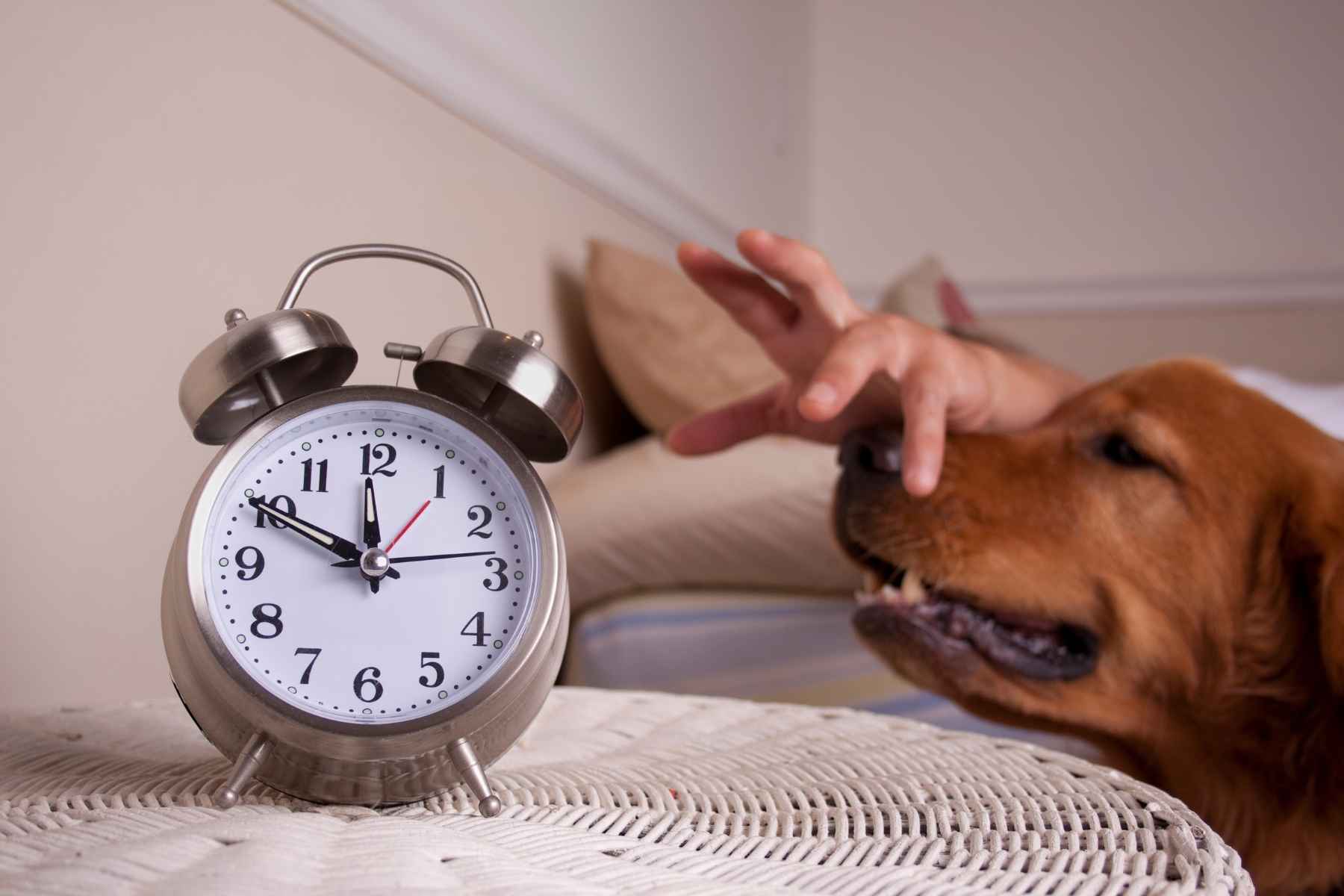 dog suddenly waking up in middle of night to poop