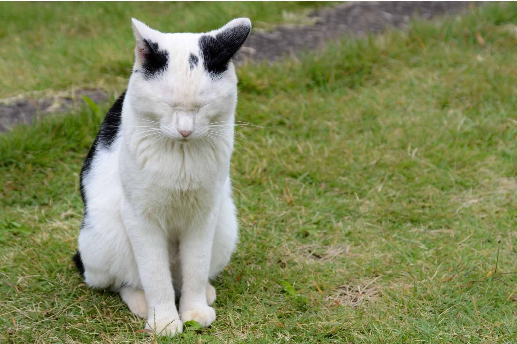 Black and white cat apologizing