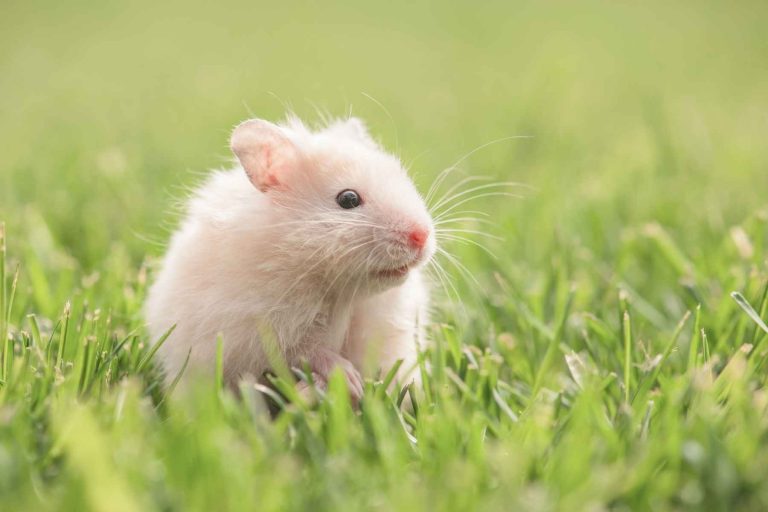 How Long Can A Lost Hamster Survive?