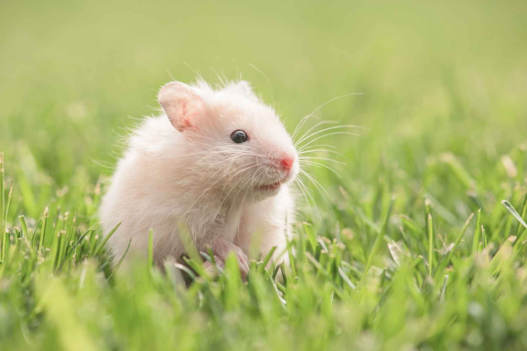 A lost hamster on a lawn