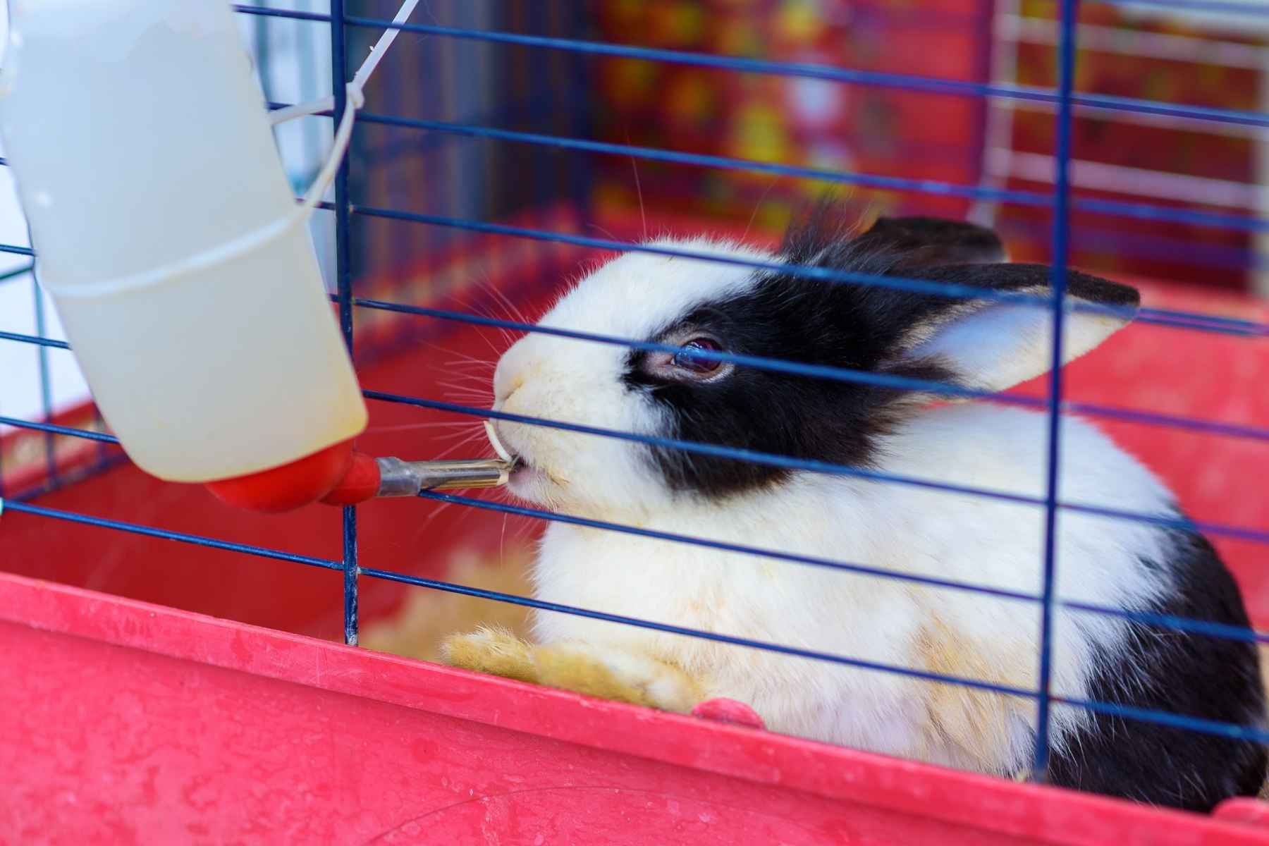 Rabbit drinking water from water bottle