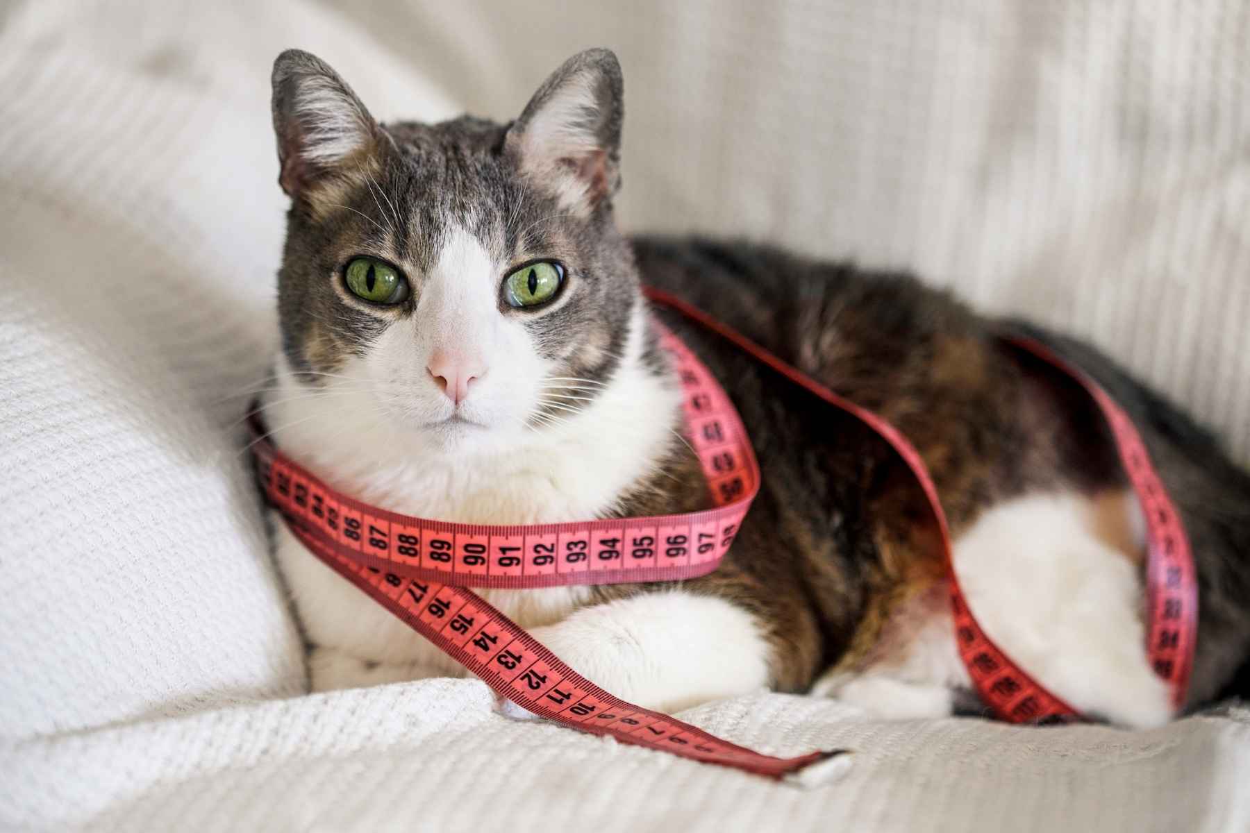 A cat with a measuring tape round its neck and body