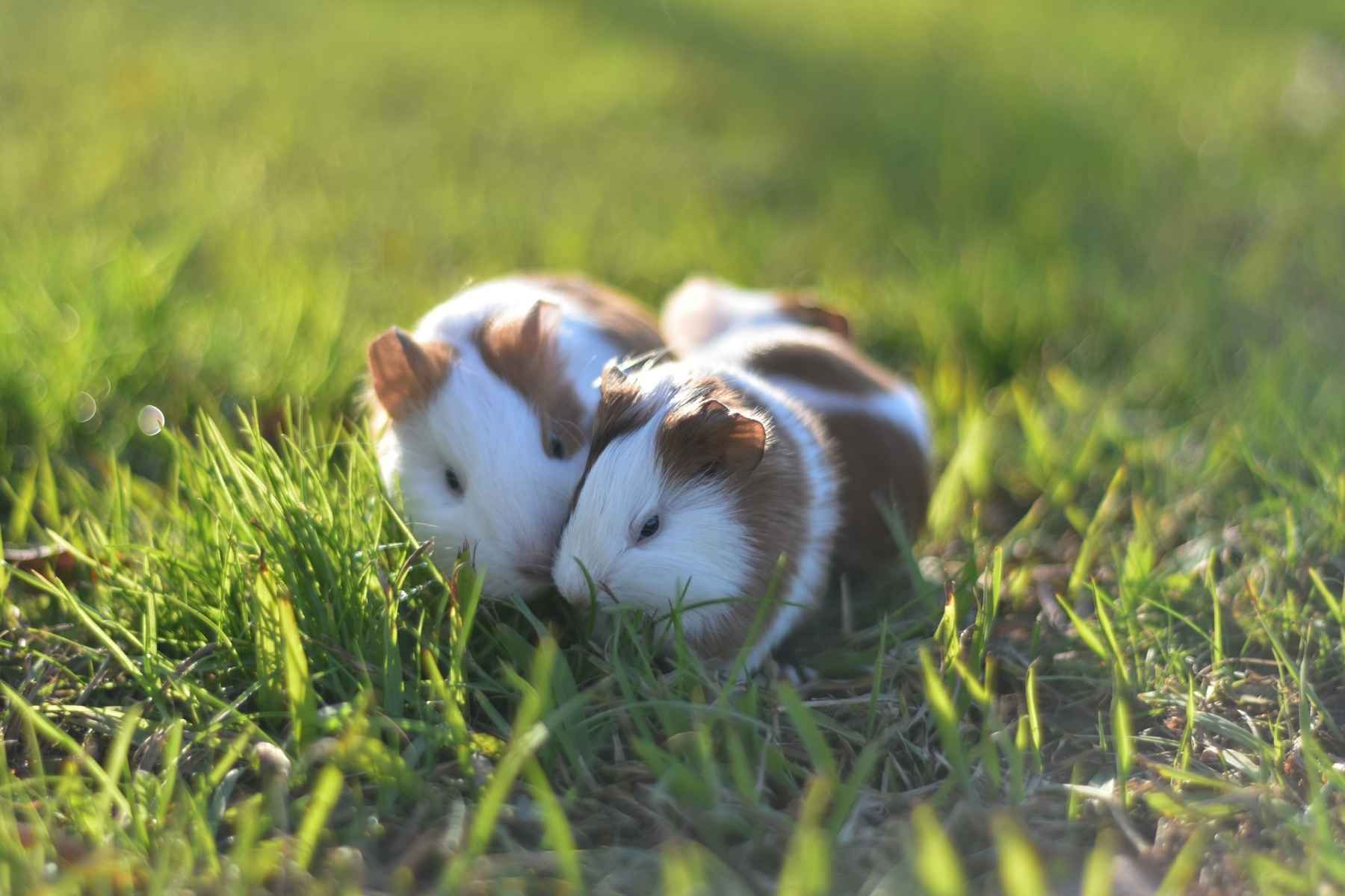 Two hamsters cuddling on the lawn