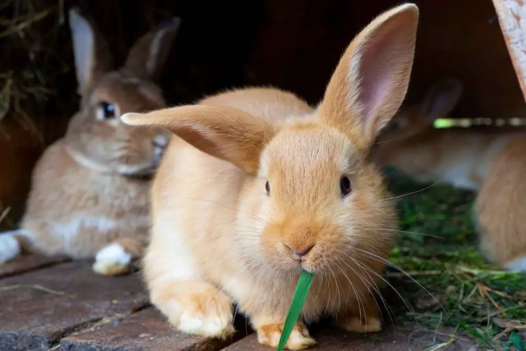 How Long Do Rabbits Live As Pets?