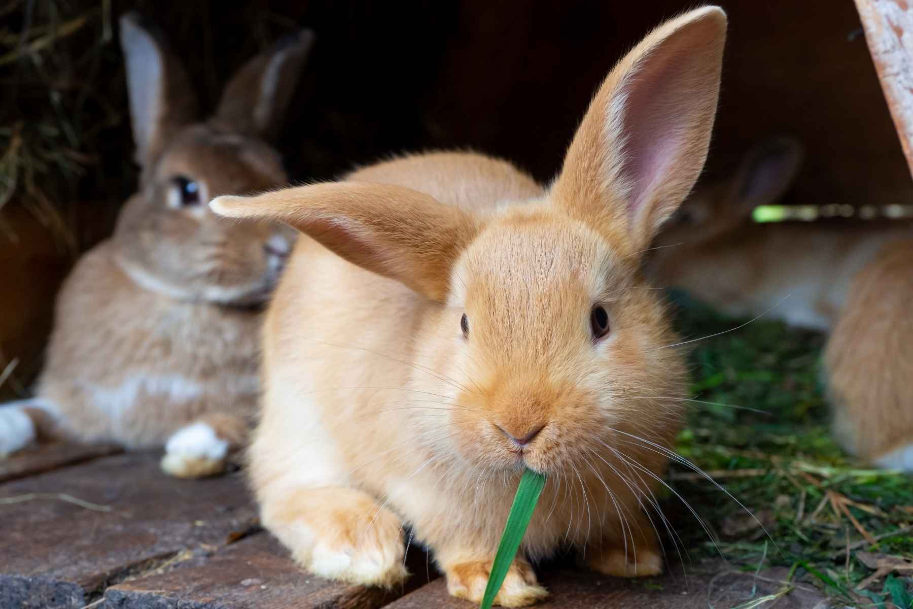 Rabbits sitting on the floor eating grass