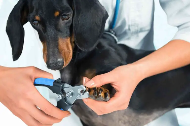 How Long Should Dog Nails Be?