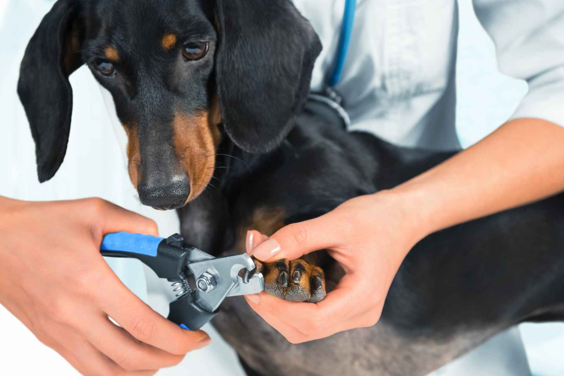 Dog getting his nails trimmed