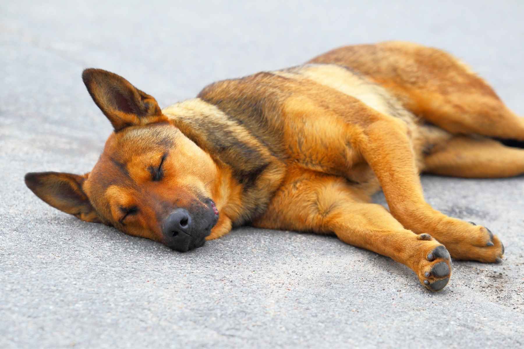 Dog sleeping on the ground