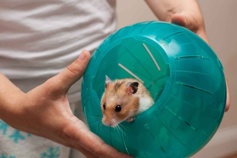 How Smart Are Hamsters?