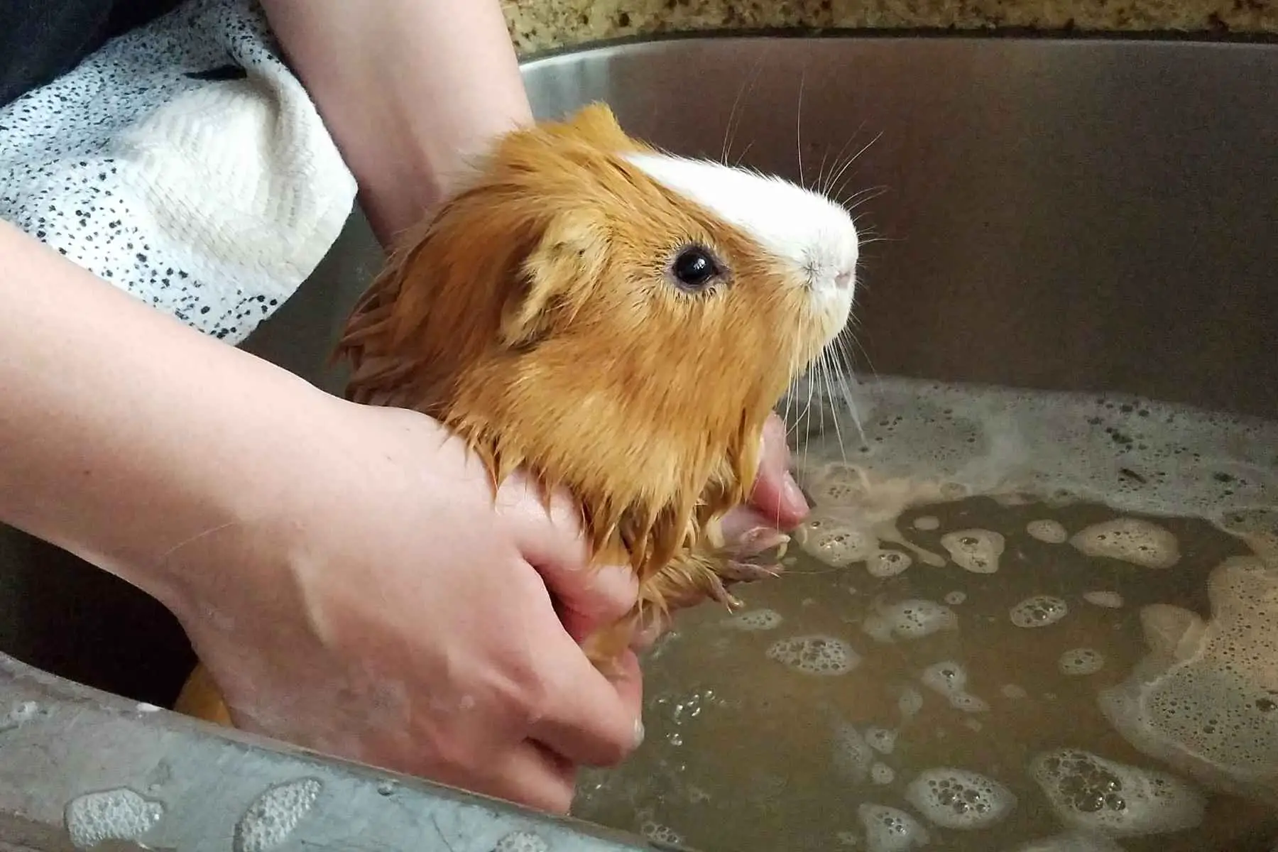 Owner giving a guinea pig a bath