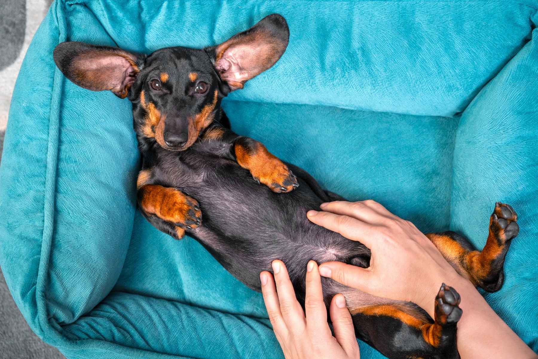 Owner inspecting the belly of his dog