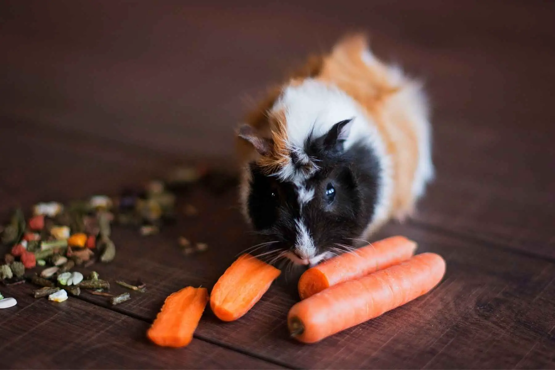 Guinea pig with different foods