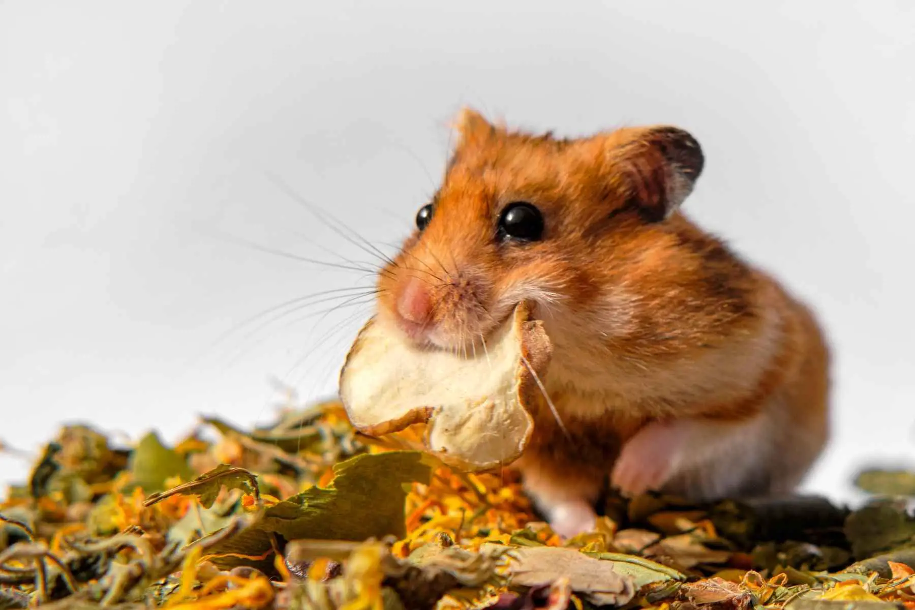 Cute hamster having a snack