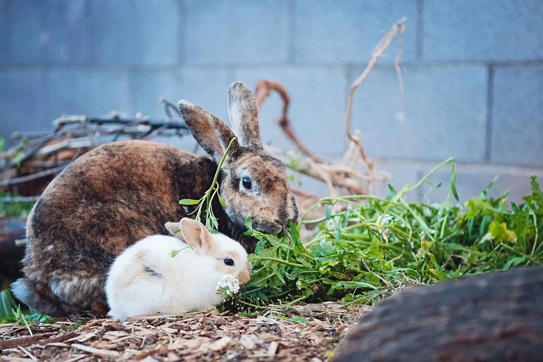 Rabbits eating lettuce