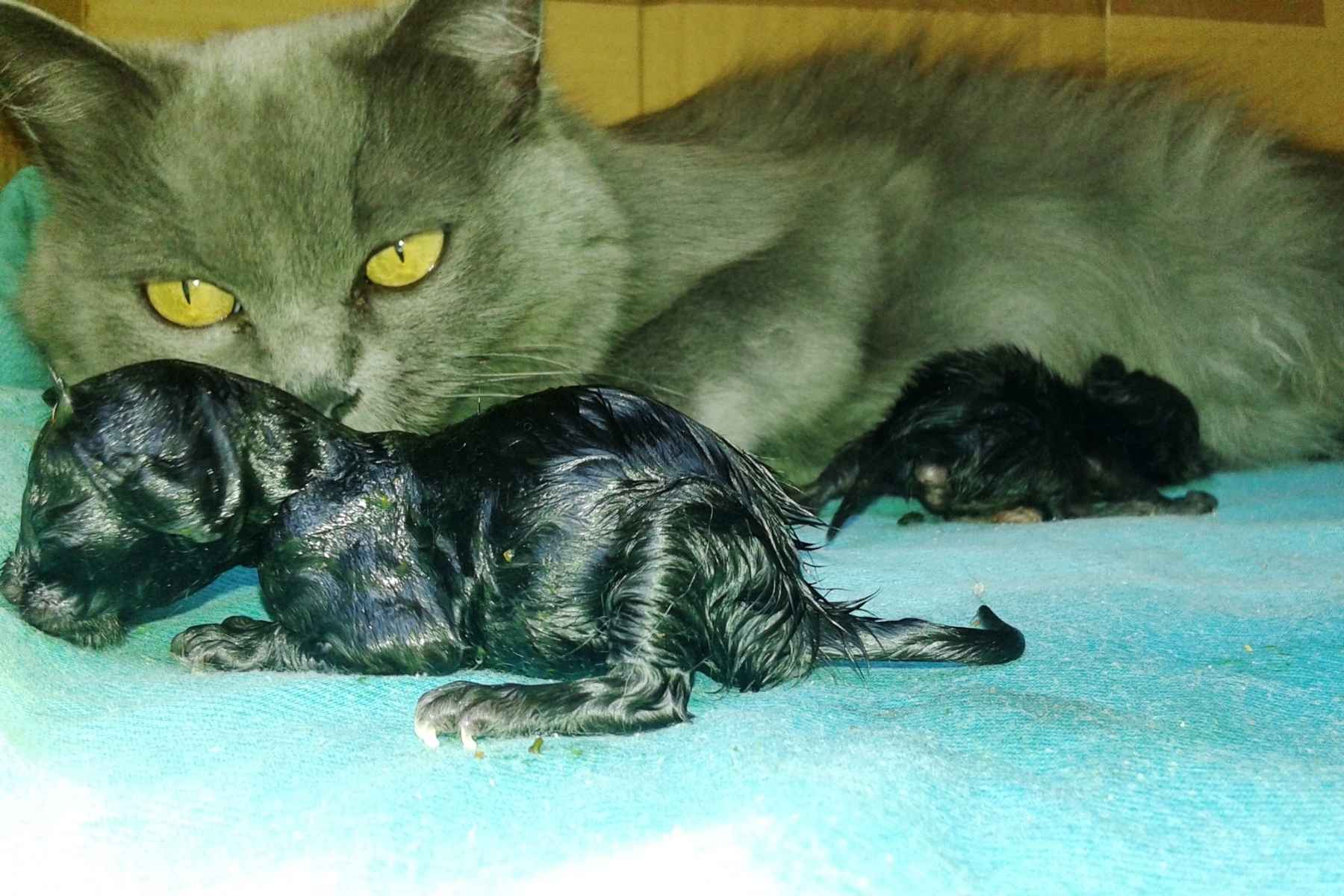 Mother cat has just given birth to newborn kittens