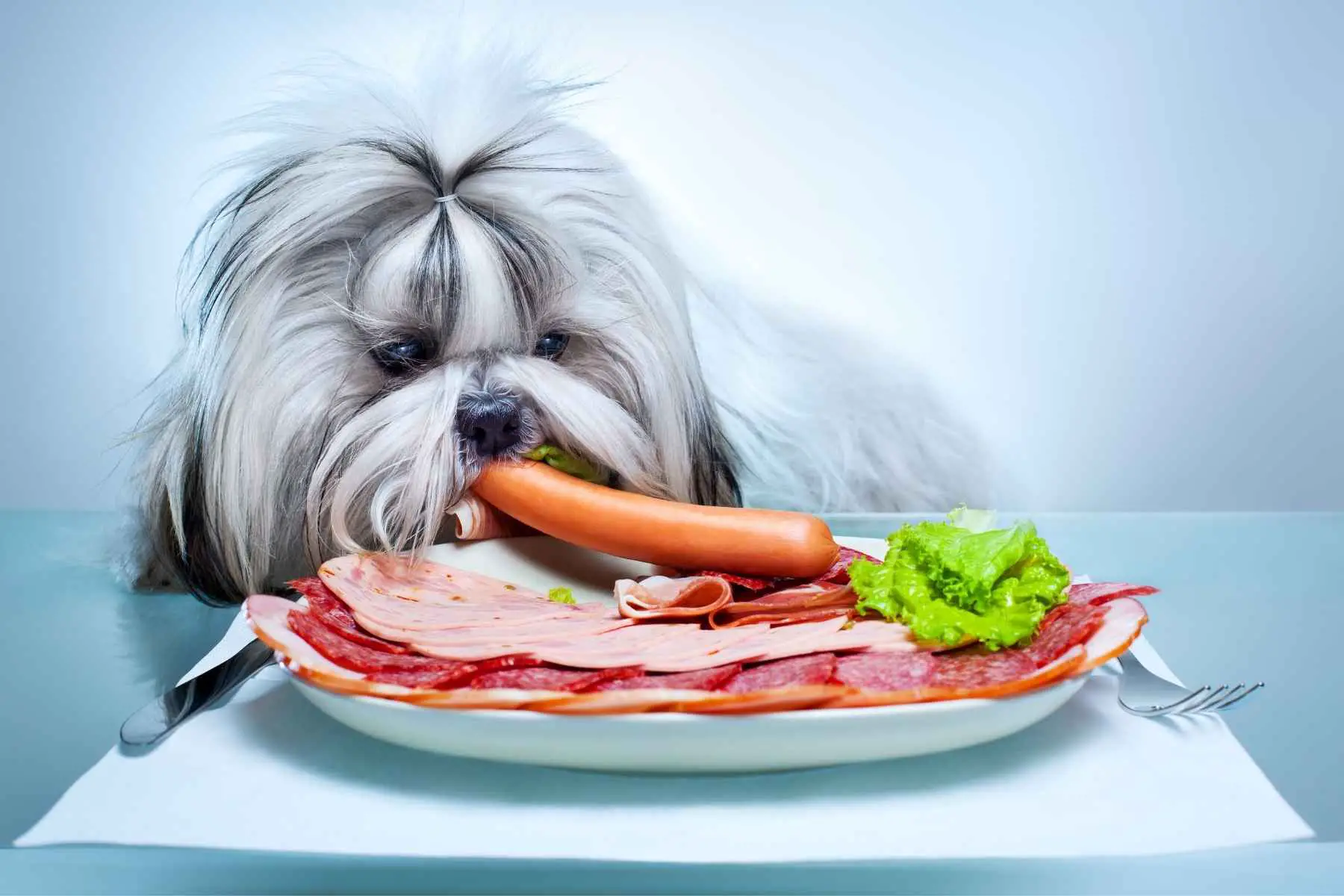 Cute dog eating a lot of food including a hot dog