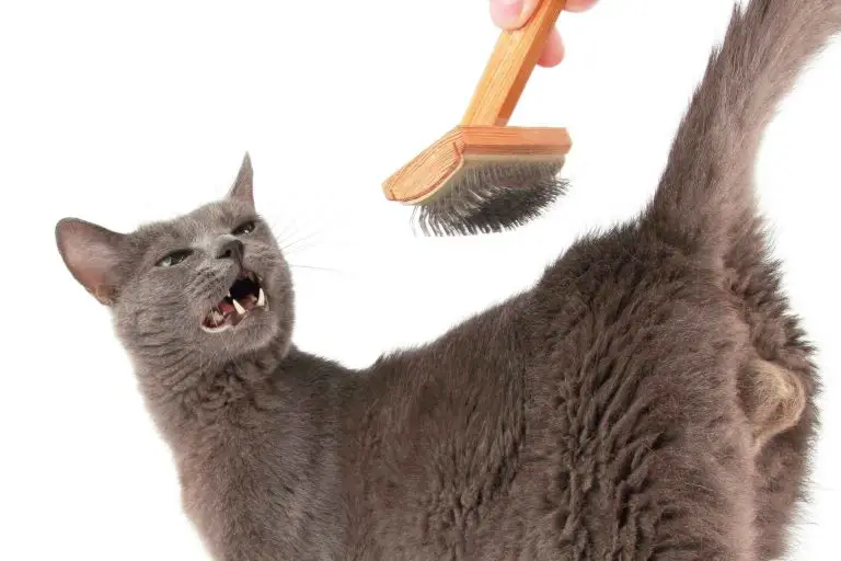 Why Do Cats Gag At The Sound Of A Comb?