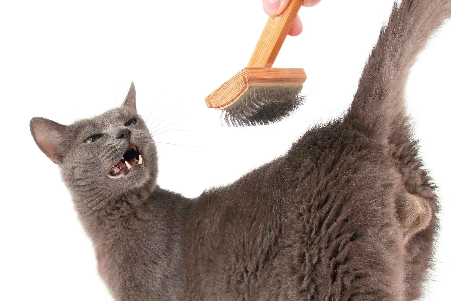A disgusted gray cat and a comb