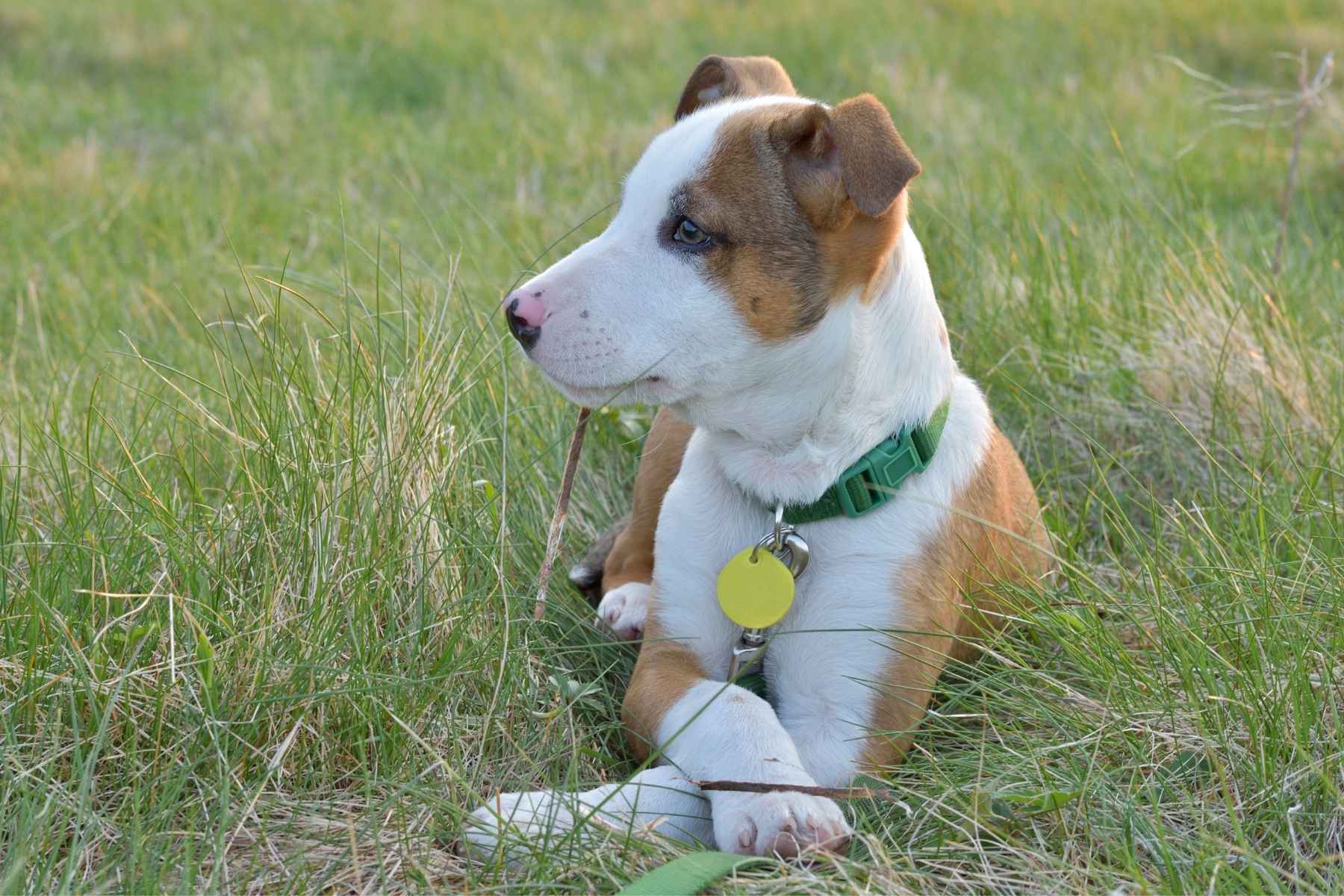 Dog laying on the lawn with crossed paws