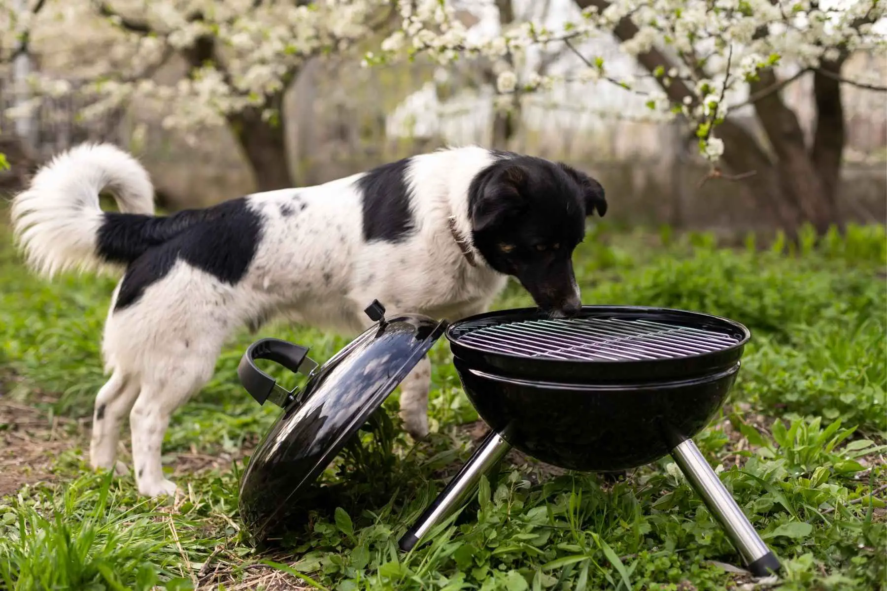 Dog closely watching a charcoal grill