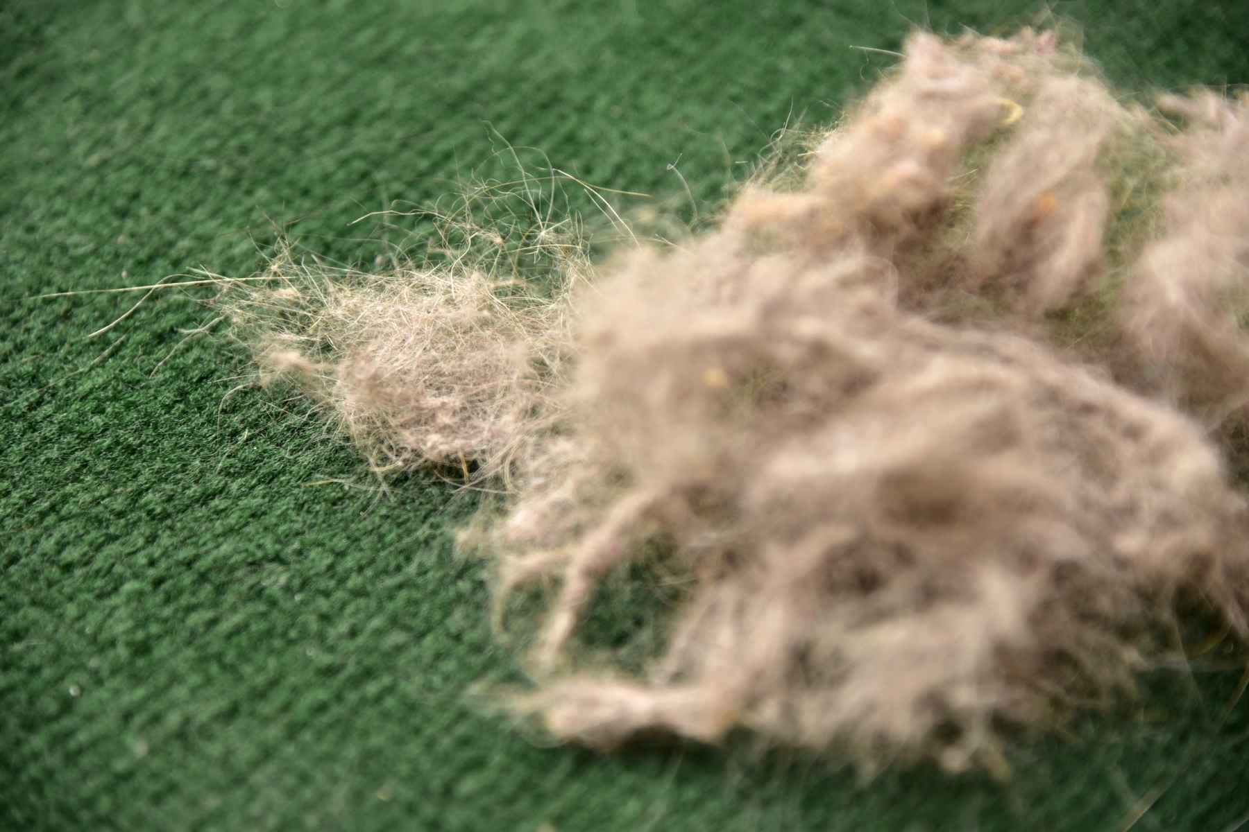 Hair on a green carpet